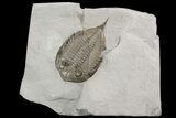 Dalmanites Trilobite Fossil - New York #99026-1